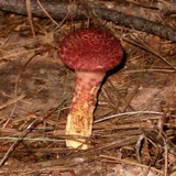 Suillus spraguei image