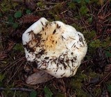 Lactarius resimus image