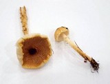 Lepiota magnispora image
