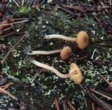 Lichenomphalia umbellifera image