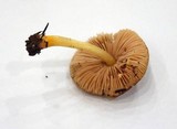 Pluteus romellii image