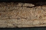 Aleurodiscus macrocystidiatus image
