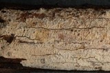 Aleurodiscus macrocystidiatus image