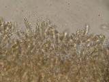 Aleurodiscus macrocystidiatus image