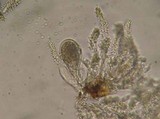 Aleurodiscus macrocystidiatus image
