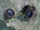 Pseudoplectania nigrella image