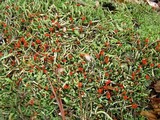 Cladonia didyma image