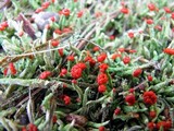 Cladonia didyma image