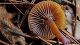 Chromosera cyanophylla image