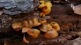 Chromosera cyanophylla image
