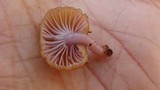 Chromosera cyanophylla image
