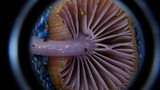 Chromosera cyanophylla image