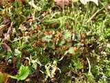 Cladonia cervicornis ssp. verticillata image