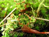 Cladonia cervicornis ssp. verticillata image
