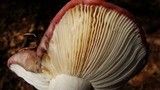Russula vinacea image