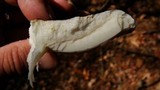 Russula vinacea image