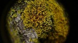 Xanthoria weberi image