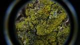Xanthoria weberi image