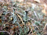 Cladonia cervicornis image