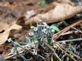 Cladonia cervicornis ssp. verticillata image