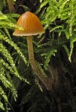 Galerina clavata image