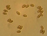 Galerina clavata image