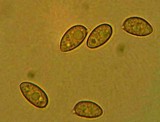 Galerina clavata image