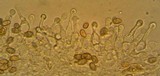 Galerina clavata image