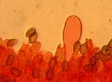 Galerina clavata image