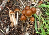 Psathyrella atrospora image