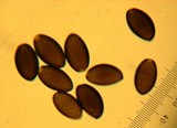 Psathyrella atrospora image