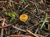 Geopyxis vulcanalis image
