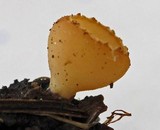 Geopyxis vulcanalis image
