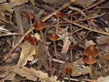 Parasola conopilea image