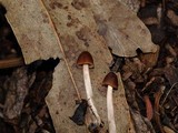 Parasola conopilea image