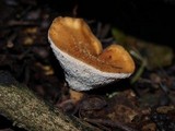 Polyporus tuberaster image