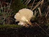 Polyporus tuberaster image