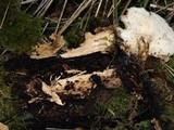 Polyporus tuberaster image