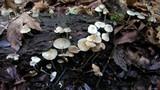 Mycena galericulata image