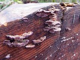 Trichaptum abietinum image