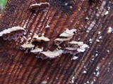 Trichaptum abietinum image