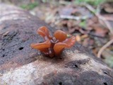 Phaeotremella frondosa image