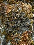Leptochidium albociliatum image