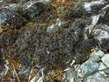 Leptochidium albociliatum image
