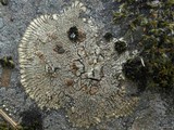 Placopsis lambii image