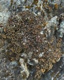 Psora nipponica image