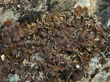 Psora nipponica image