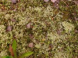 Cladonia furcata image