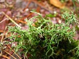 Cladonia furcata image