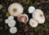 Agaricus californicus image